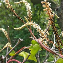 Anredera ramosa
