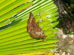 Euthalia aconthea
