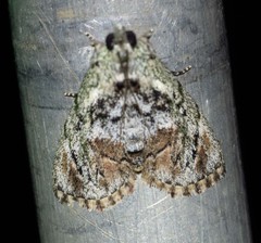 Enchesphora recurvalis