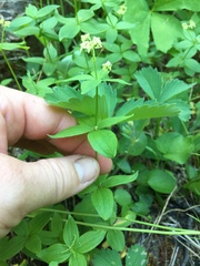 Galium oreganum