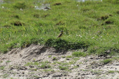 Motacilla flava flava