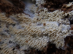 Dentipellicula leptodon