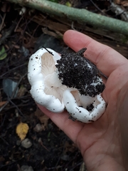 Tricholoma columbetta