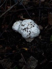 Tricholoma columbetta
