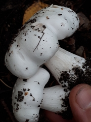 Tricholoma columbetta