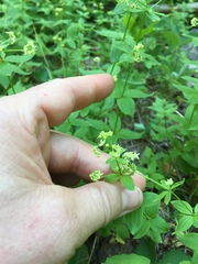 Galium oreganum