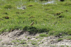 Motacilla flava flava