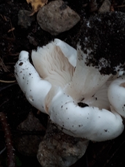 Tricholoma columbetta