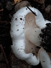 Tricholoma columbetta