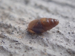 Cochlicopidae