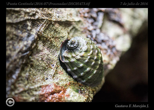Plicopurpura columellaris