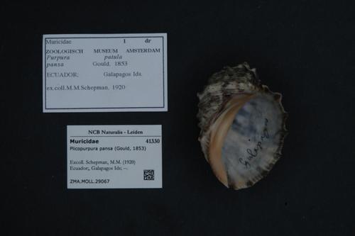 Plicopurpura columellaris