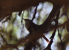 Cranioleuca pyrrhophia