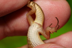 Takydromus stejnegeri