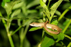 Takydromus stejnegeri