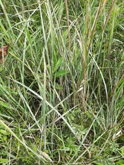 Alopecurus arundinaceus
