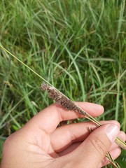 Alopecurus arundinaceus