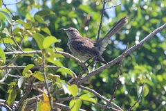 Mimus gundlachii