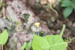 Ipomoea minutiflora