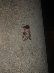 Xanthopastis moctezuma