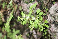 Sedum jaliscanum
