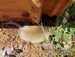 Sminthopsis crassicaudata