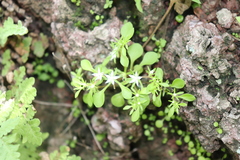 Sedum jaliscanum