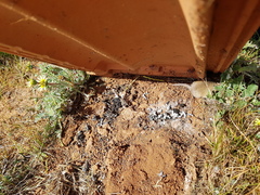 Sminthopsis crassicaudata