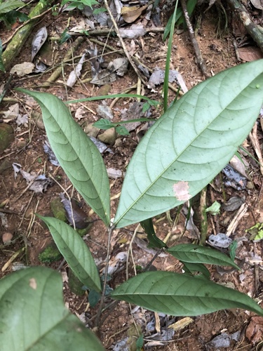 Inga brachyrhachis in life