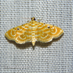 Notarcha aurolinealis