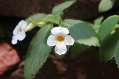 Achimenes occidentalis