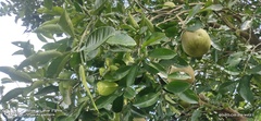 Citrus maxima