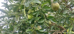 Citrus maxima