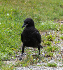 Corvus brachyrhynchos caurinus