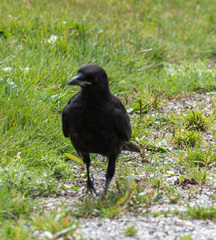 Corvus brachyrhynchos caurinus