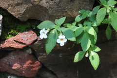Achimenes occidentalis