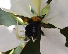 Xylocopa rufidorsum
