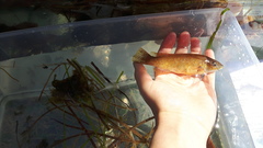 Tautogolabrus adspersus