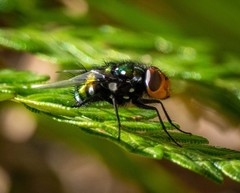 Amenia chrysame