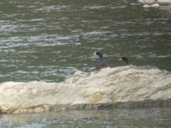 Salvadori's Teal photo 3