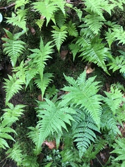Phegopteris