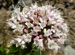 Valeriana occidentalis