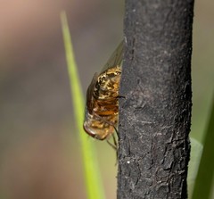 Calliphora stygia