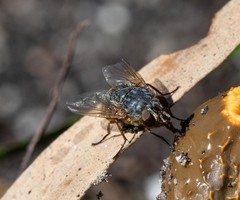Calliphora stygia