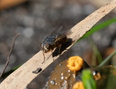 Calliphora stygia