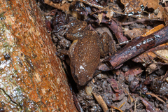 Austrochaperina robusta