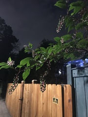 Phytolacca americana