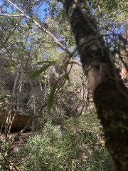 Plectorrhiza tridentata