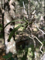 Plectorrhiza tridentata