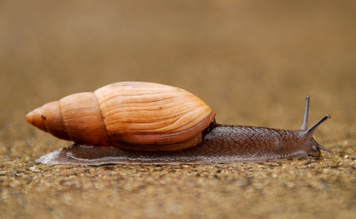 Wolfsnails